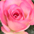 Roz - Trandafir pentru straturi Floribunda - Bordure Rose
